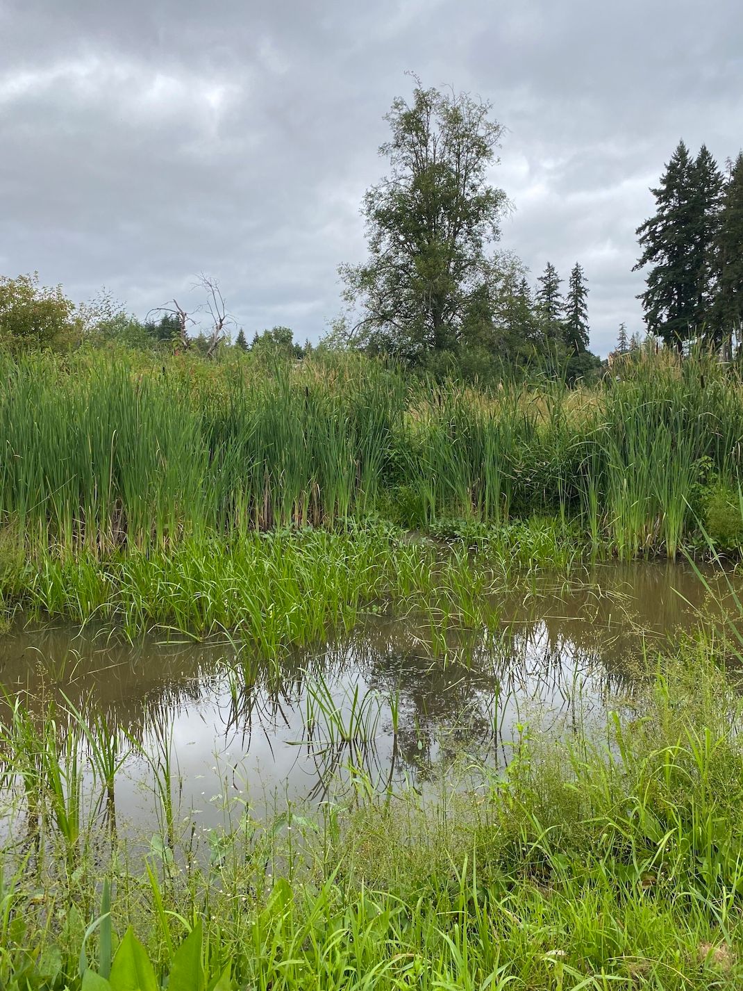 Vegetation in Langley (BC) restored by one of PERCS’ partner organizations