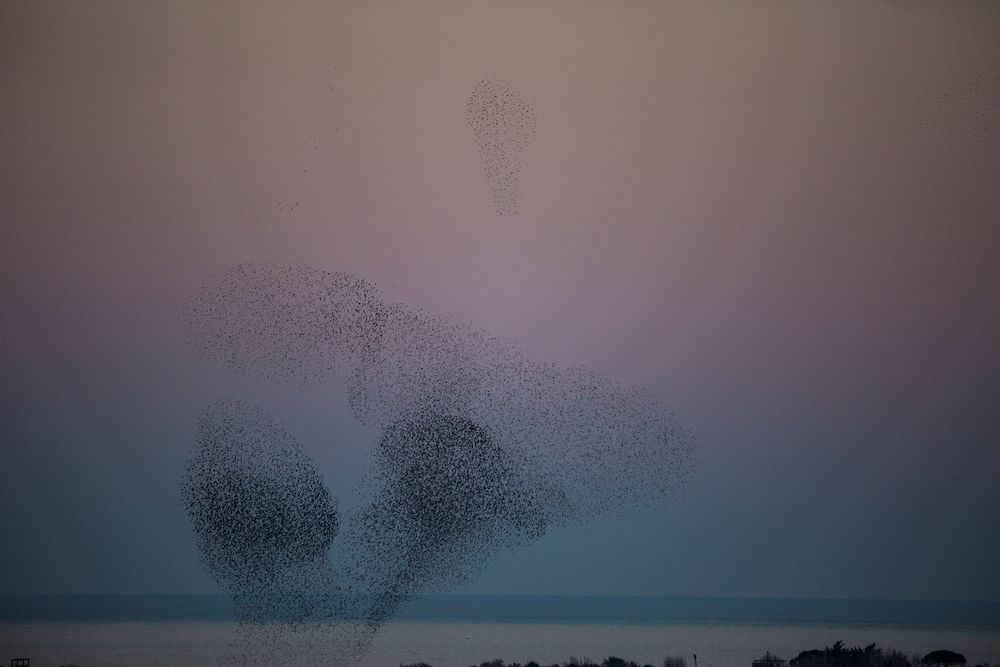 Murmur of starlings