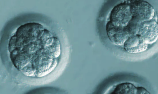  Embryos with eight cells - Credits: DOI:10.1038/nature23305