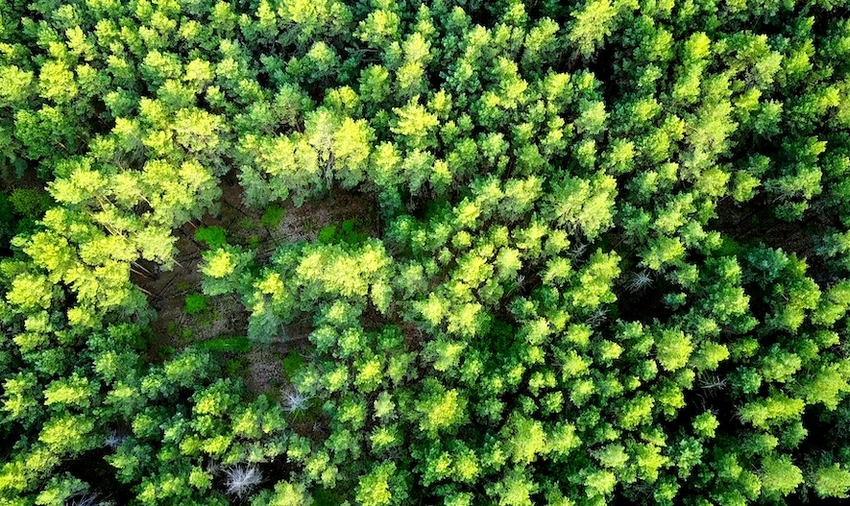 View from above of a deciduous and coniferous forest 