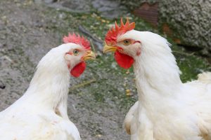 Two rival chicken. Crédits : De kokkodrillo. Shutterstock