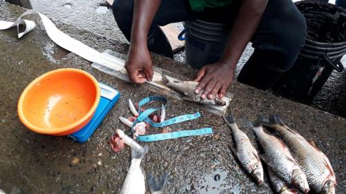 Un technicien du ministère de l’agriculture mesure et pèse les poissons pêchés dans le fleuve Atrato en Colombie. Juin 2019.