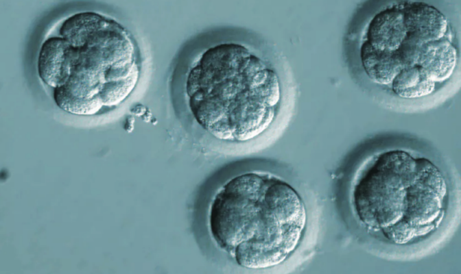 Embryos with eight cells. DOI:10.1038/nature23305