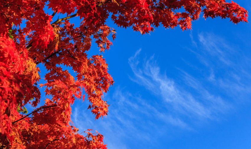 Autumn maple leaves with blue sky background