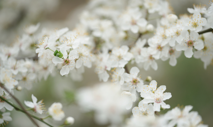 Cherry tree in bloom  @Oliveshadow / Shutterstock