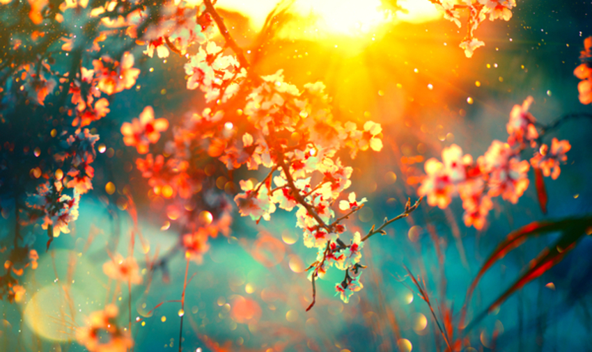 Sunlight streaming through tree in flower