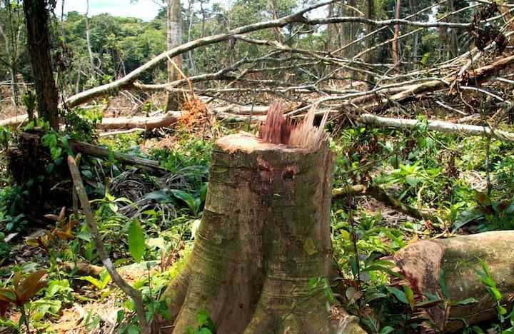 Most resettlement in the DRC follows the roads and in many areas the forest near to the roads is exploited for its hard woods and the cleared areas cultivated for staple crops such as bananas and yams