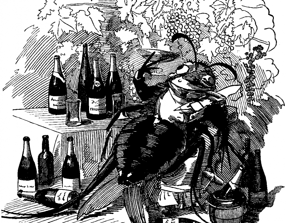 A cartoon from Punch from 1890: The phylloxera, a true gourmet, finds out the best vineyards and attaches itself to the best wines.