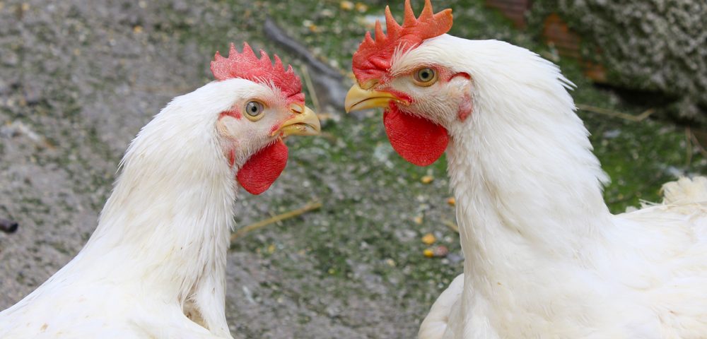 two rival chicken. Crédits : De kokkodrillo. Shutterstock