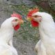 two rival chicken. Crédits : De kokkodrillo. Shutterstock