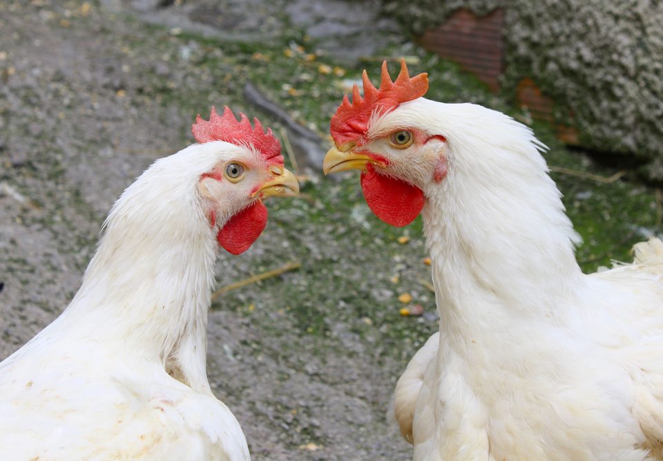 two rival chicken. Crédits : De kokkodrillo. Shutterstock