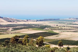 Vineyards and olive groves stretch to the Mediterranean along the Belice Valley in the heat of August. Menfi, Sicilia by Thomas, via Flickr. CC BY-SA 2.0