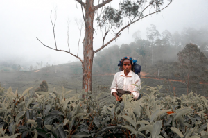 Picking in Sri Lanka. © Anton Mishin